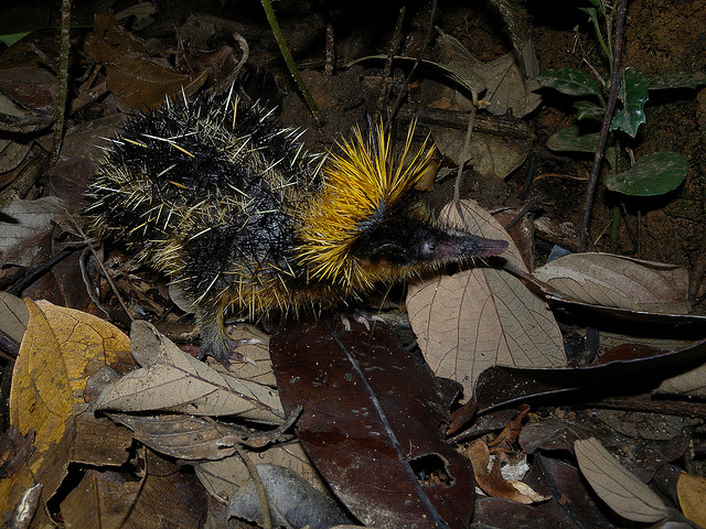 Lowland Streaked Tenrec foraging on the forest floor